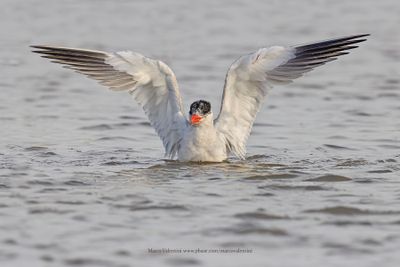 Caspian Tern - Hydroprogne caspia