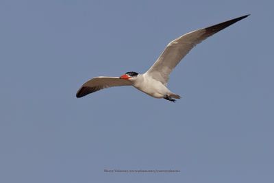Caspian Tern - Hydroprogne caspia