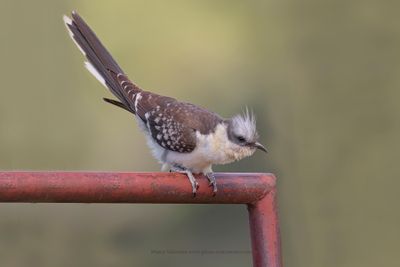 Great spotted Cuckoo - Clamator glandarius