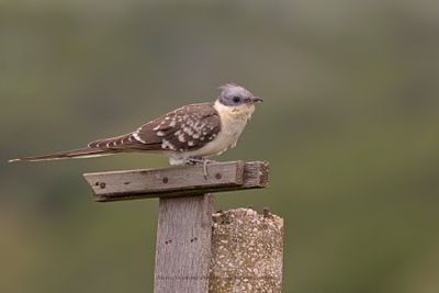 Great spotted Cuckoo - Clamator glandarius
