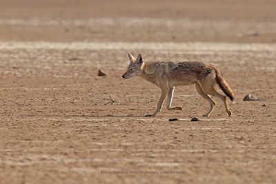 African Wolf - Canis lupaster