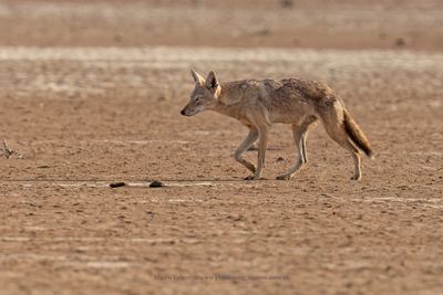 African Wolf - Canis lupaster