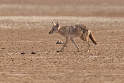 African Wolf - Canis lupaster