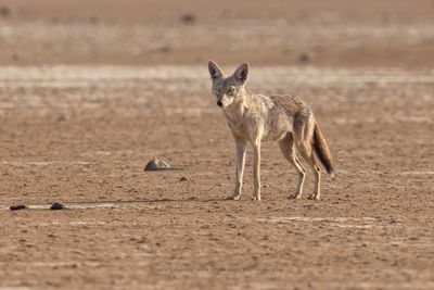 African Wolf - Canis lupaster