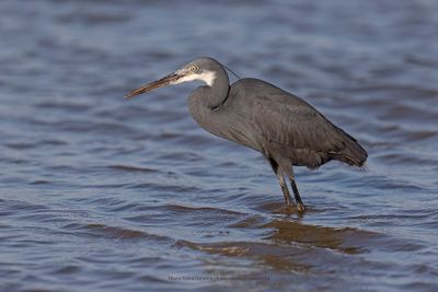 Western Reef Heron - Egretta gularis