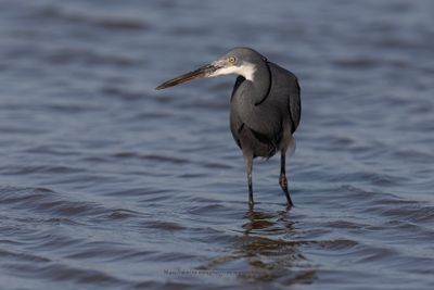 Western Reef Heron - Egretta gularis