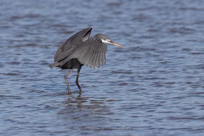 Western Reef Heron - Egretta gularis
