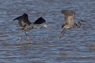 Western Reef Heron - Egretta gularis