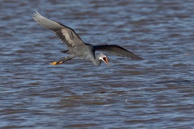 Western Reef Heron - Egretta gularis