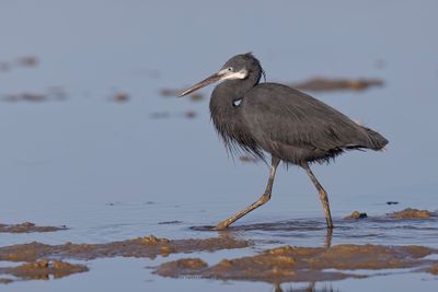 Western Reef Heron - Egretta gularis