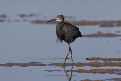 Western Reef Heron - Egretta gularis