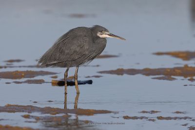 Western Reef Heron - Egretta gularis