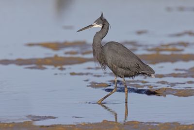 Western Reef Heron - Egretta gularis