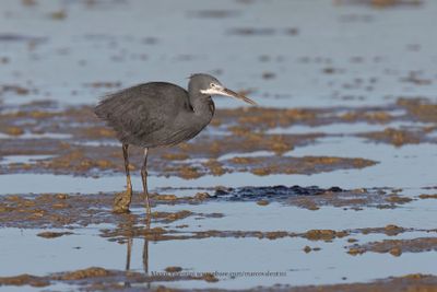 Western Reef Heron - Egretta gularis