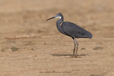 Western Reef Heron - Egretta gularis