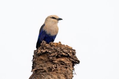 Blue-bellied Roller - Coracias cyanogaster