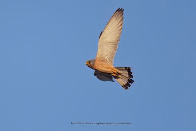 Lesser kestrel - Falco naumanni