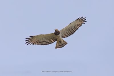 Beaudouin's Snake-Eagle - Circaetus beaudouini