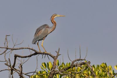 Purple heron - Ardea purpurea