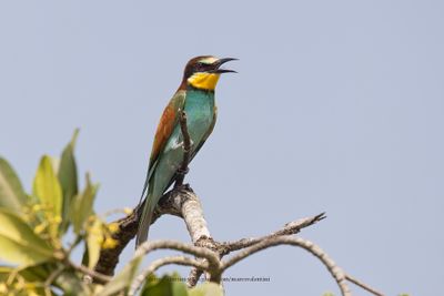 European Bee-eater - Merops apiaster