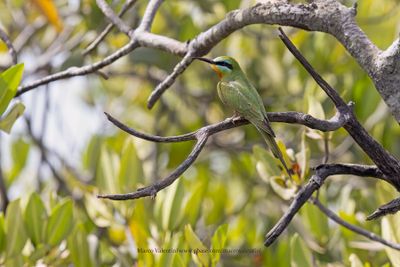 Blue-cheeked Bee-eater - Merops persicus