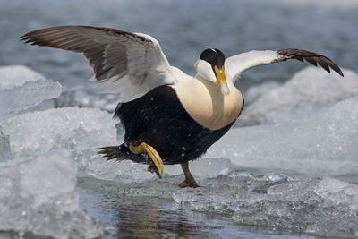 Common Eider - Somateria mollissima