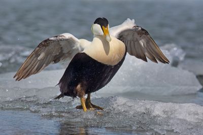 Common Eider - Somateria mollissima