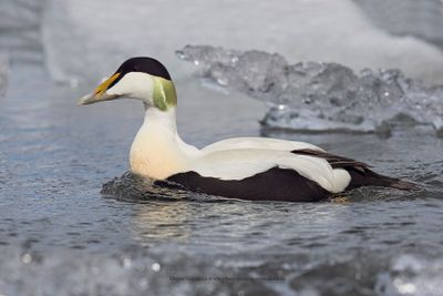 Common Eider - Somateria mollissima