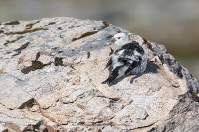 Snow bunting - Plectrophenax nivalis