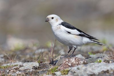 Snow bunting - Plectrophenax nivalis
