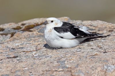 Snow bunting - Plectrophenax nivalis