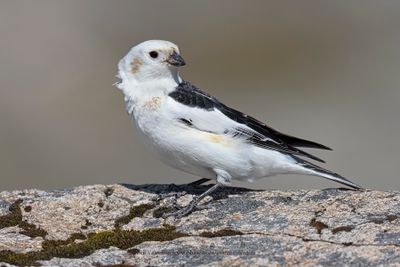 Snow bunting - Plectrophenax nivalis