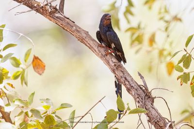Green Wood-hoopoe - Phoeniculus purpureus
