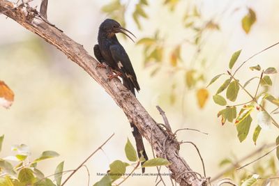 Green Wood-hoopoe - Phoeniculus purpureus