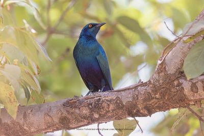 Lesser Blue-eared Starling - Lamprotornis chloropterus