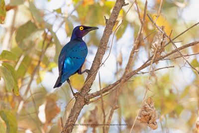 Purple Starling - Lamprotornis purpureus