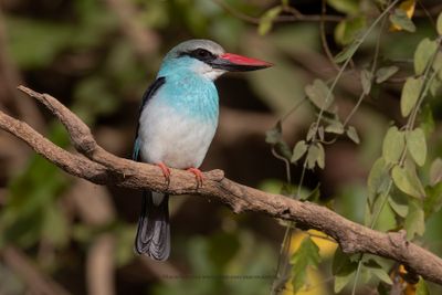Blue-breasted Kingfisher - Halcyon malimbica