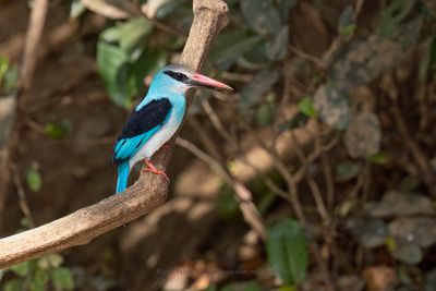 Blue-breasted Kingfisher - Halcyon malimbica