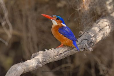 Malachite Kingfisher - Alcedo cristata