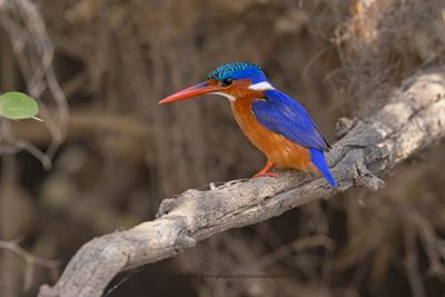 Malachite Kingfisher - Alcedo cristata