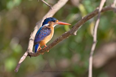 Malachite Kingfisher - Alcedo cristata