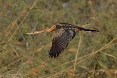 African darter - Anhinga rufa