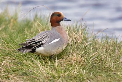 Eurasian wigeon - Anas penelope