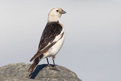 Snow bunting - Plectrophenax nivalis