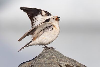 Snow bunting - Plectrophenax nivalis