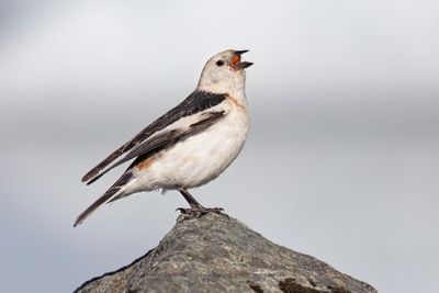 Snow bunting - Plectrophenax nivalis