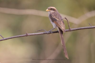 Yellow-billed Shrike - Lanius corvinus