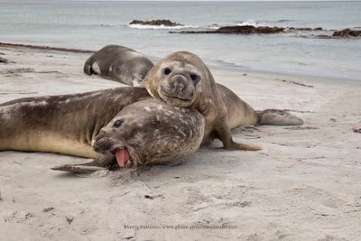 Southern Elephant seal - Mirounga leonina