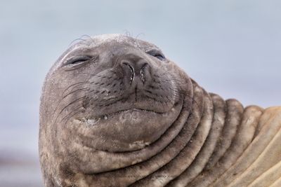 Southern Elephant seal - Mirounga leonina