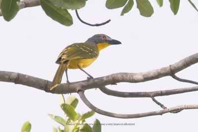 Gray-headed Bushshrike - Malaconotus blanchoti